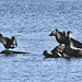 Les cormorans de Roxton Pound