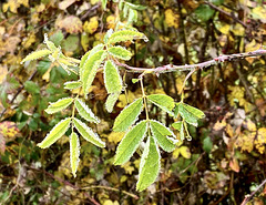 Perlenschnüre um die Blätter aus Nebeltropfen