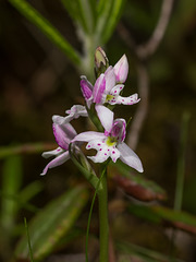 Galearis rotundifolia aka Amerorchis rotundifolia (Roundleaf orchid)
