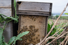 Honey bee box