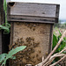 Honey bee box
