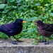 Blackbird and its youngster