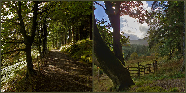 Whinlatter Forest (HFF everyone)