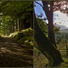 Whinlatter Forest (HFF everyone)