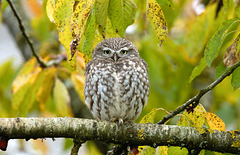 Cheveche d'Athéna - little Owl
