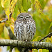 Cheveche d'Athéna - little Owl