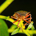 Die Rotbeinige Baumwanze (Pentatoma rufipes) hat sich auch nochmals gezeigt :))  The red-legged stink bug (Pentatoma rufipes) also showed up again :))  La punaise à pattes rouges (Pentatoma rufipes) est également réapparue :))