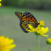 Monarch (Danaus plexippus)(f) ~ Step lightly Pretty Lady~