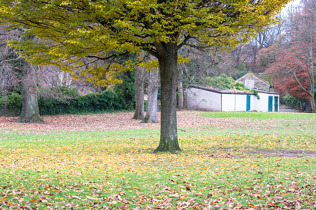 Manor Park - Autumn leaves