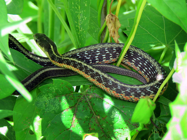 A small Garter Snake in our nature center