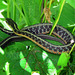 A small Garter Snake in our nature center
