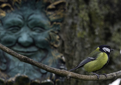 Great Tit and Green Man