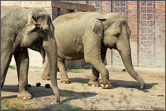 Elefanten-Parade