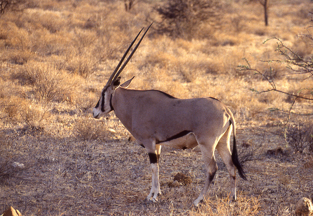 Besia Oryx