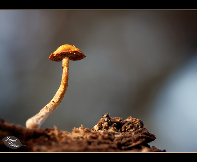277/366: Wee Mushroom Looking at its World