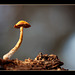 277/366: Wee Mushroom Looking at its World