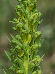 Coeloglossum viride (Long-bracted Frog orchid)