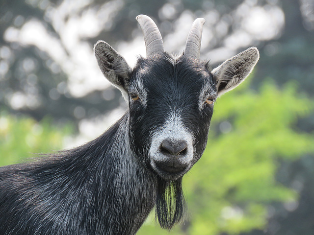 Cute goat at Eagle Lake