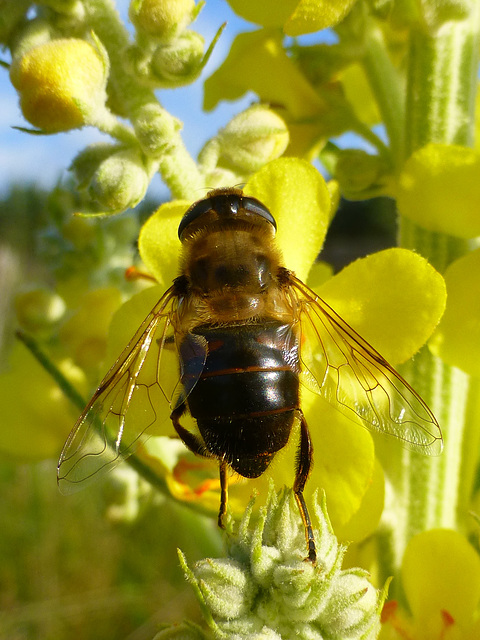 Wildbiene auf der Blüte einer Königskerze