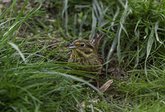 Yellowhammer female on the grass
