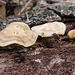 Some fungi