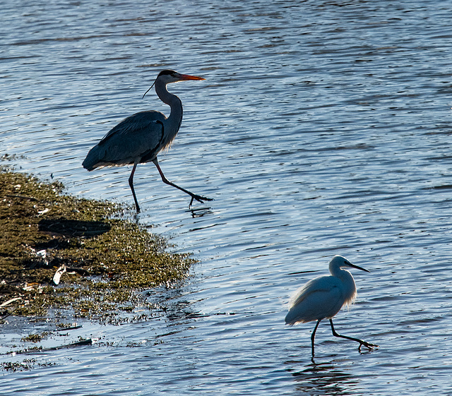 Heron and little egret in step with each other