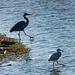 Heron and little egret in step with each other