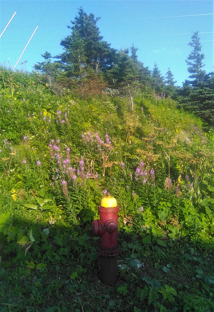 Borne fontaine / Newfie hydrant