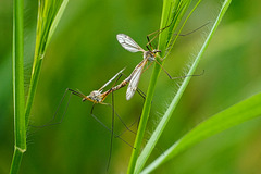 Frühlingsschnake: Die Fortpflanzungszeit beginnt - Cranefly: The breeding season begins
