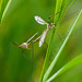 Frühlingsschnake: Die Fortpflanzungszeit beginnt - Cranefly: The breeding season begins