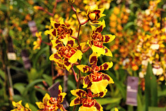 Orchidee  (2 PicinPic)