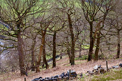 Trees at White Brow