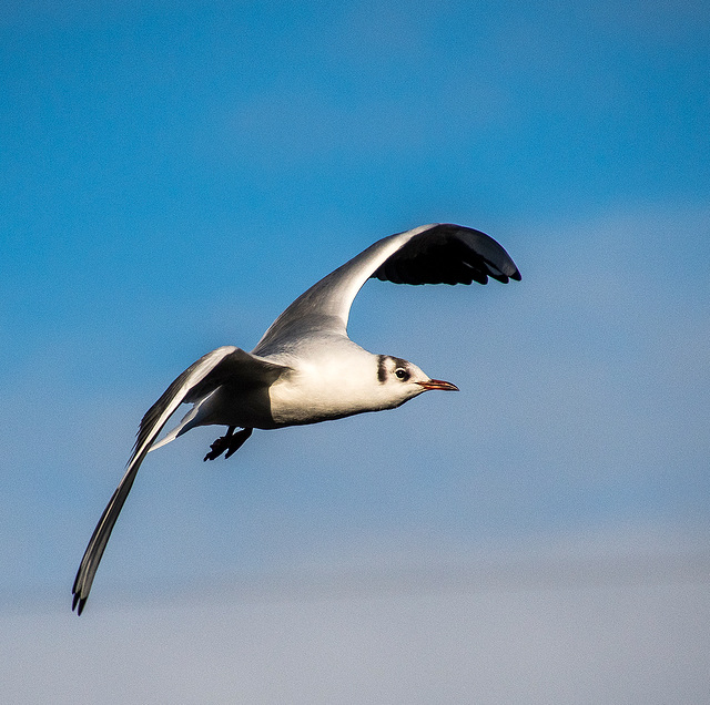 Gull in flight.3jpg