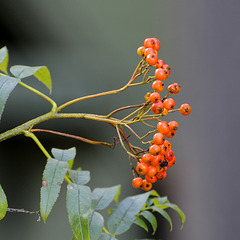Orange Berries (H.A.N.W.E.)