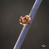 276/366: Adorable Baby Crab Spider