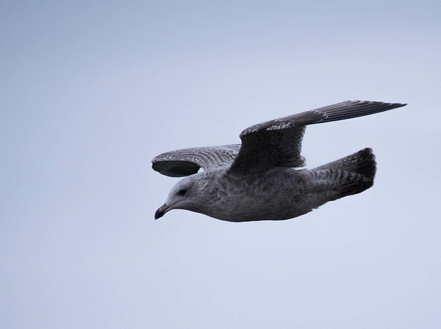 Seagull flight shots (11)