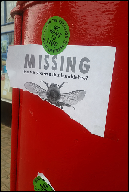 missing bumblebee