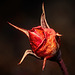 ........diese Rose zeigt nach dem Winter noch immer ihrere Schönheit................this rose still shows its beauty after winter................cette rose montre encore sa beauté après l'hiver........