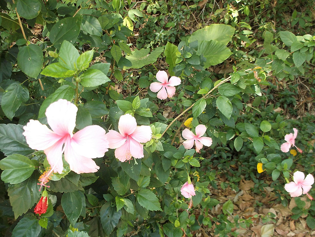 Fleurs insulaires de la Thaïlande / Lanta flowers