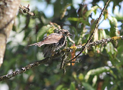 Pie-grièche écorcheur (Lanius collurio)  (Red-backed Shrike)