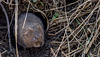 Vole in a Hole 06