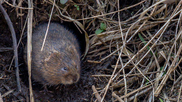 Vole in a Hole 06