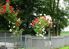 Roses  for a Fence HFF for everyone 20-6-2019