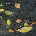 The Urban Forest Floor