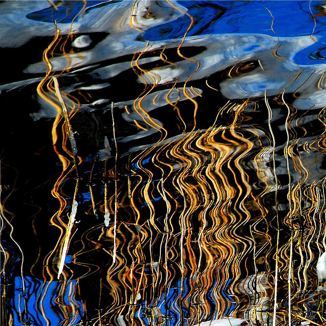 Schilfes Leuchten in Chiemseewellen