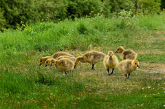 Canada Goose Chicks  /  May 2017