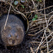 Vole in a Hole 17