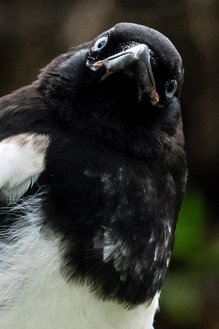 Juvenile Magpie With Attitude