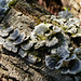 Fungus, Pt Pelee, Ontario