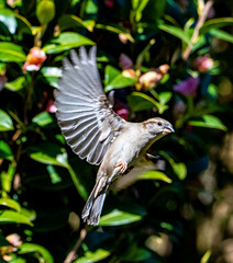 Sparrow in flight